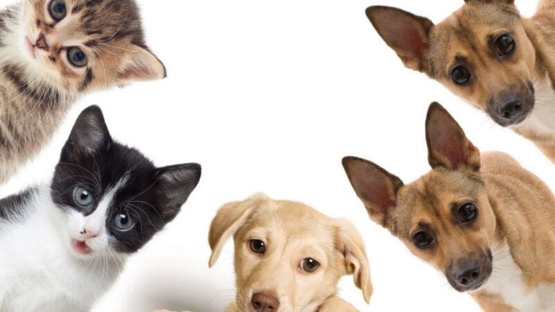 El refugio de animales de Miami-Dade tiene problemas con su capacidad