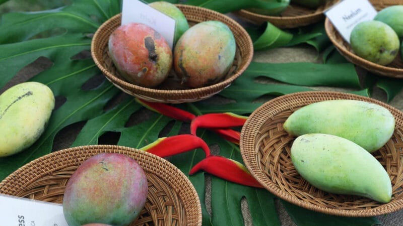 El Regreso del Rey de las Frutas: No te pierdas el inolvidable Festival del Mango en Fairchild