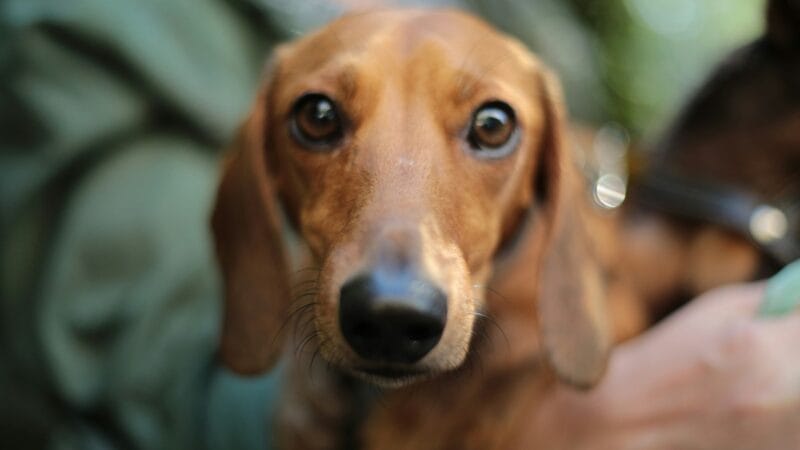 Alerta de rabia en el Condado de Miami-Dade: Autoridades instan a vacunar a las mascotas