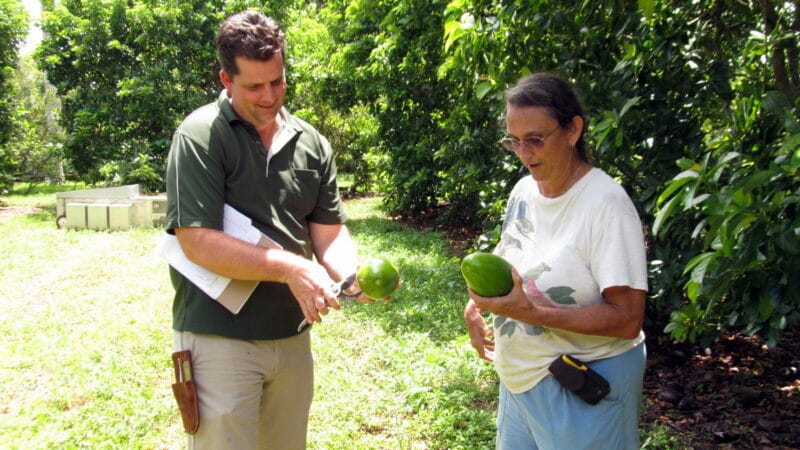 Celebre este Cinco de Mayo plantando un árbol de aguacate de Florida; un experto de UF/IFAS le ofrece consejos para cultivarlo
