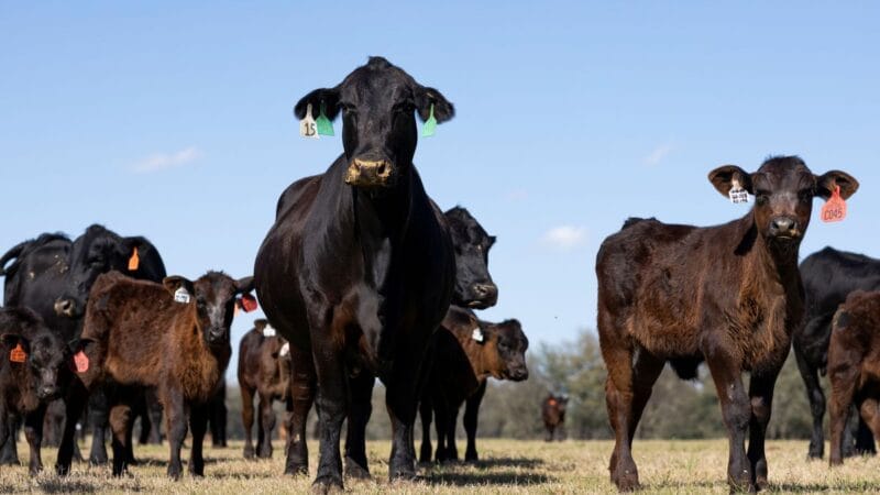 Mientras el USDA detiene las importaciones de animales, los expertos de UF explican el riesgo del gusano barrenador del Nuevo Mundo