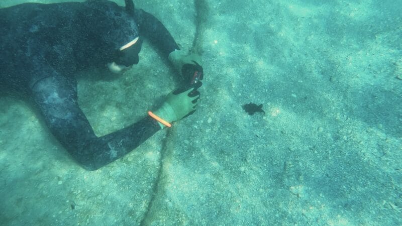 Estrellas de mar están muriendo en aguas del Atlántico: Científicos de UF/IFAS documentan el primer caso de enfermedad en Florida