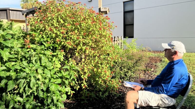 Científico ciudadano: Únase al conteo de polinizadores y ayude a las abejas