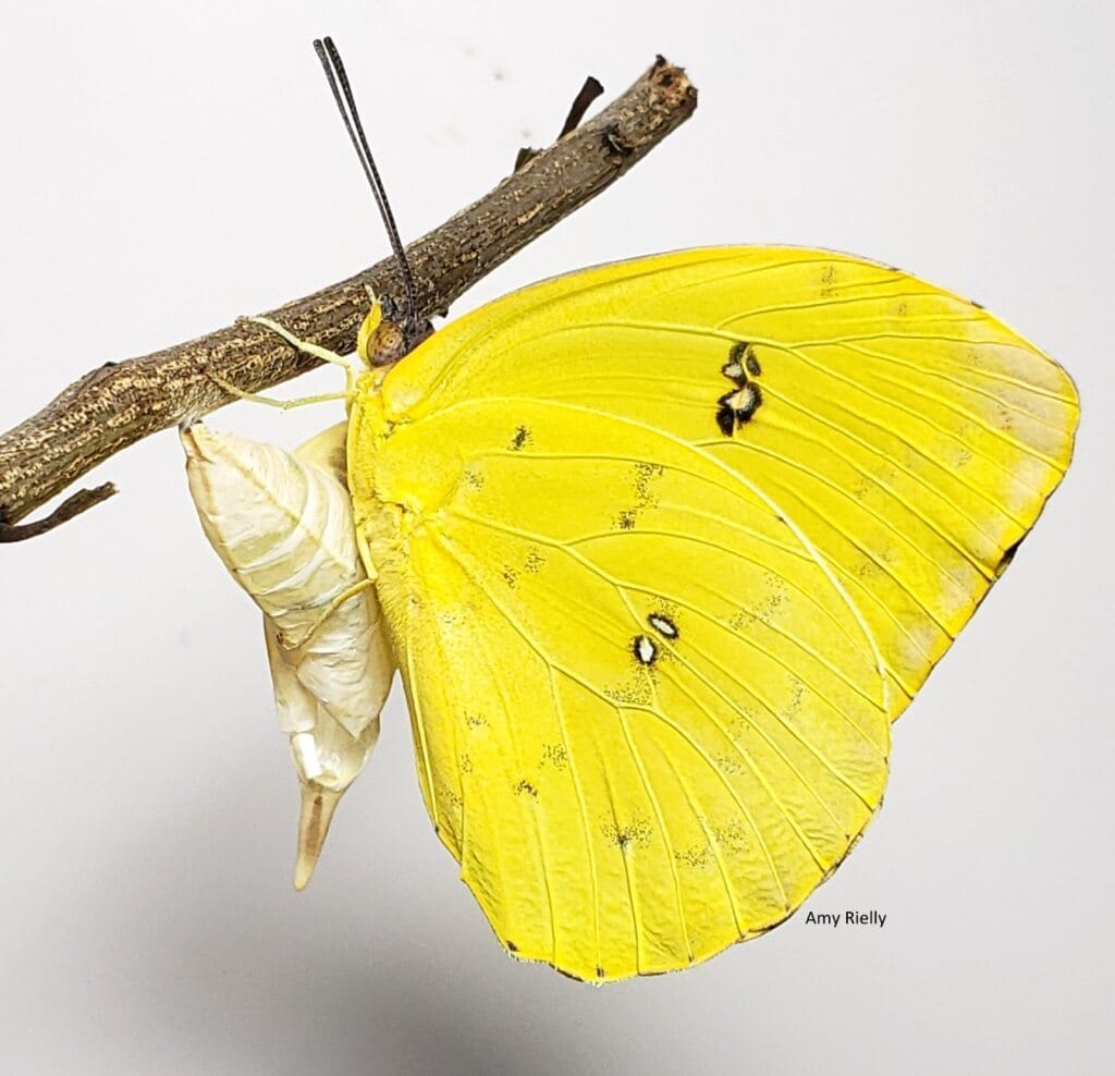 Mariposa de azufre