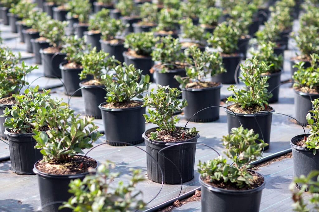 Plantas en macetas