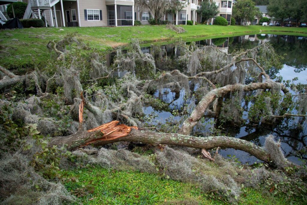 Árbol caído y estanque en un complejo de apartamentos tras el paso del huracán Helene.
Fotografía cortesía de Cat Wofford, UF/IFAS.