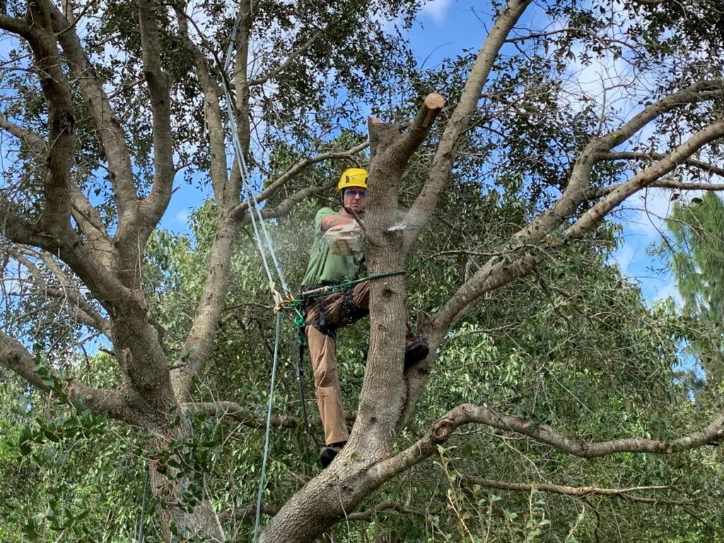 La manera más proactiva de prevenir la caída de un árbol es realizar su poda con anticipación.
Fotografía cortesía de UF/IFAS.