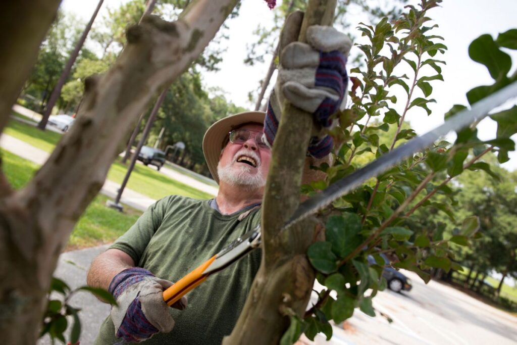 Un voluntario del programa Guardianes de los Árboles del Condado de Duval poda una rama de un árbol en un parque cerca de Jacksonville, Florida.
Fotografía cortesía de Tyler Jones, UF/IFAS.