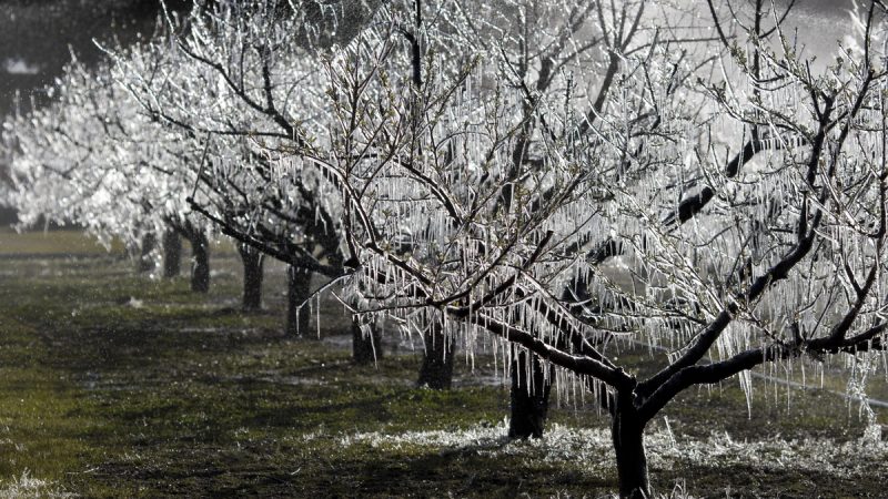 Se solicita a los productores agrícolas de Florida que reporten el impacto de las heladas invernales