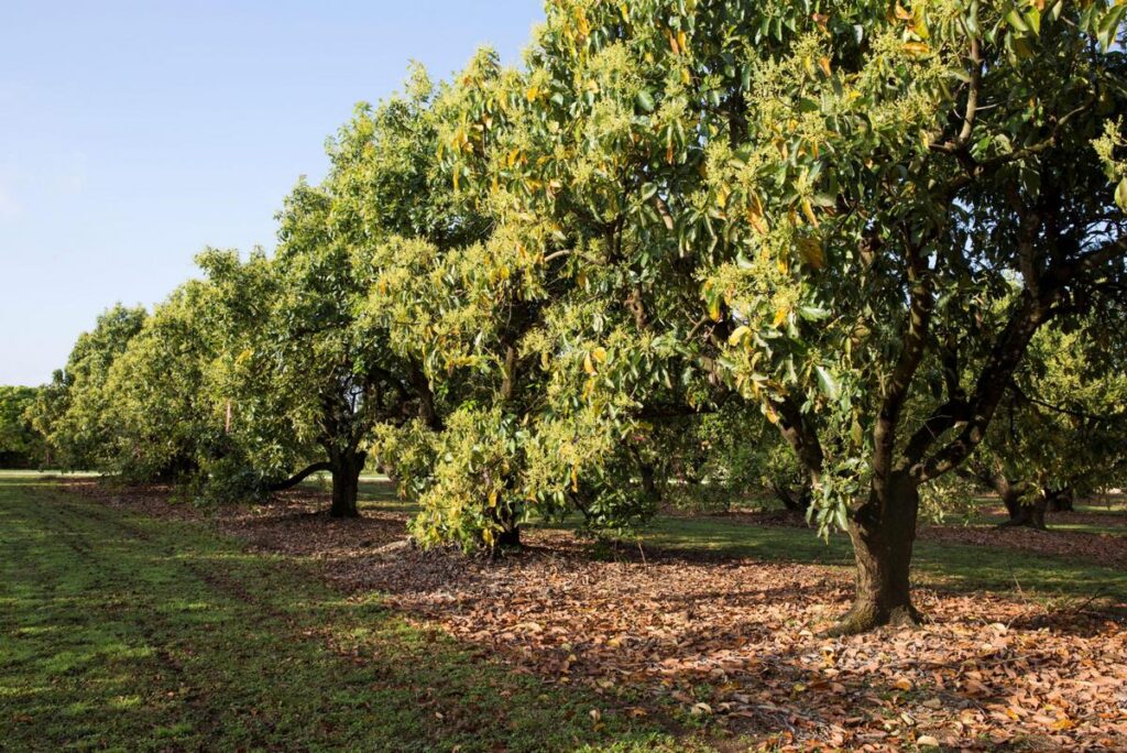 Aguacateros