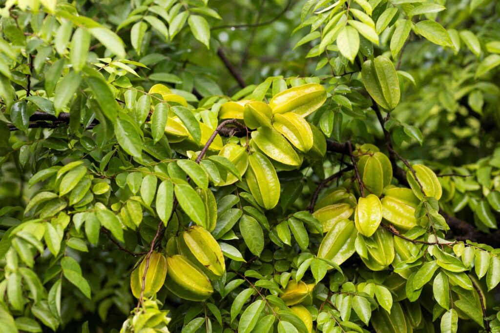 Carambola