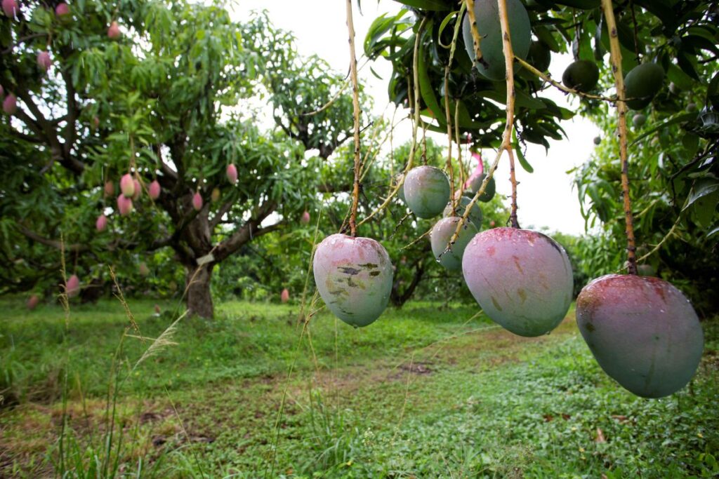 Huerto de mango
